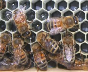 bees1