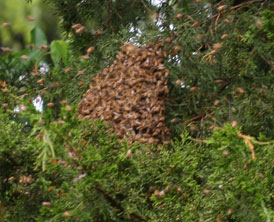 Swarm2