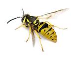 wasp